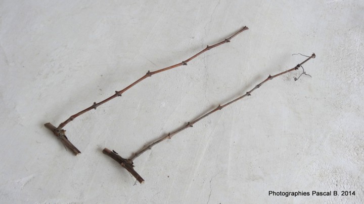 De la crossette à la vigne