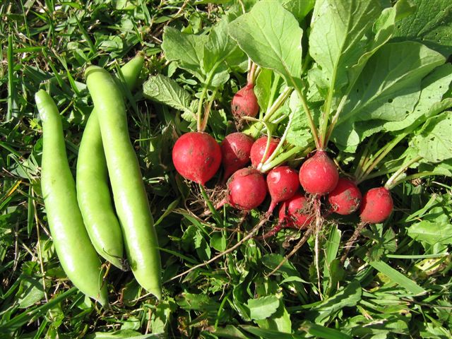 Potager