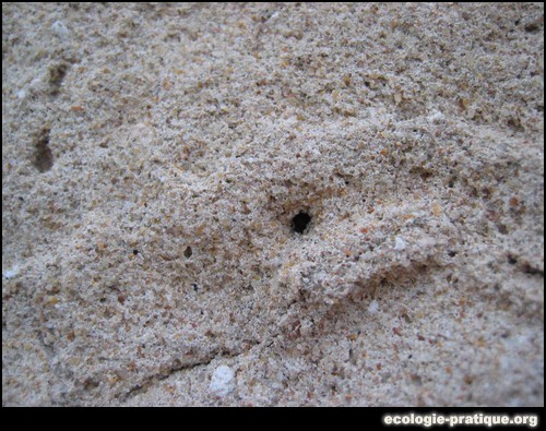 Enduit chaux sable