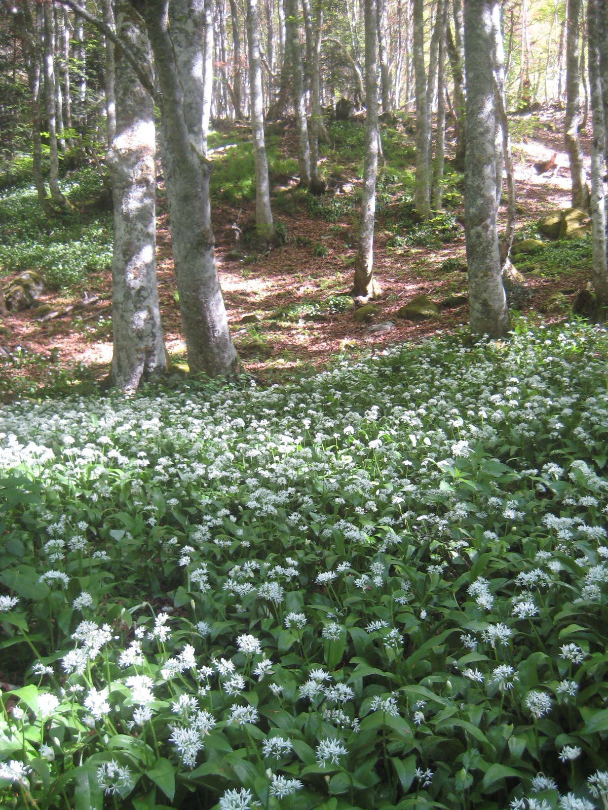 Tapis de saison