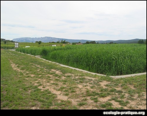 Epuration roseaux