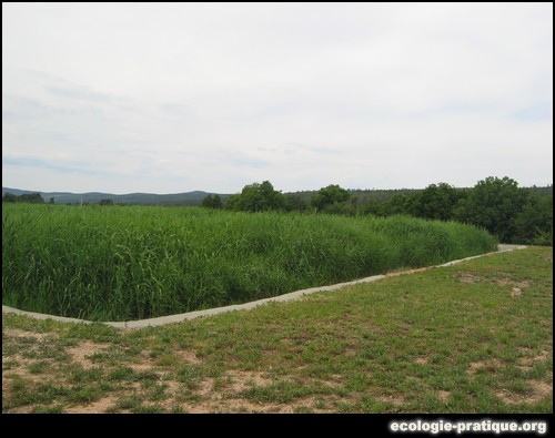 Epuration roseaux
